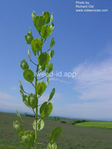 pennycress, field